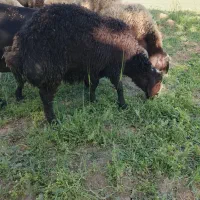 برپای پروار