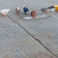 کفتر
