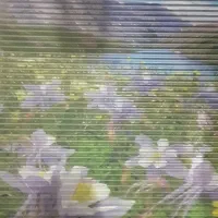پرده زبرا طرح منظره