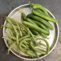 فروش خیار مخصوص شوری و لوبیا چین اول