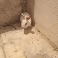 فروش یک عدد بچه خرگوش ناز