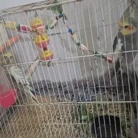 عروس هلندی جفت بالغ