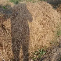 بنچه گیاه