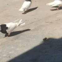 کبوتر طوقی ، کفتر