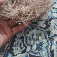 جوجه قناری سهره