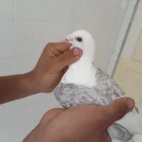 ۷ عدد کفتر رنجر درجه یک،هوایی و جوجه کشی