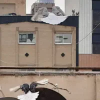 یک جفت کبوتر دوکت