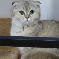 اسکاتیش گلد ماده