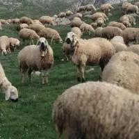 عقیقه ،قربانی ، مصرفی خانوار نذورات گوسفند رضوی