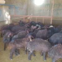 آگهی بره پای پرواری