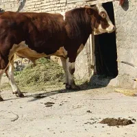 سمینتال قرمز