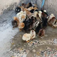 جوجه محلی