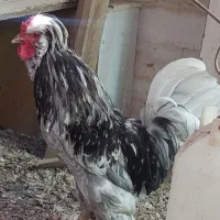 خروس سلطان