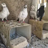 کفتر|پرنده|فلاورجان, |دیوار