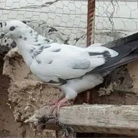 کفتر|پرنده|قم, هفت تیر|دیوار