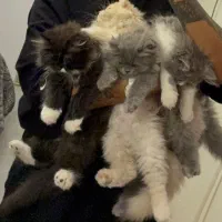 بچه گربه