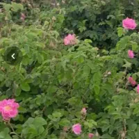 گلاب