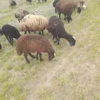 میش بره دار