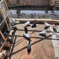 فرش کفتر فروشی