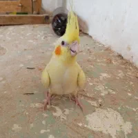 عروس هلندی