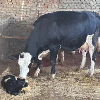 گاو مونت بیلیارد اصیل سوپر شیر با گوساله نر