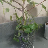 پتوس|گل و گیاه طبیعی|سبزوار, شرق کال شمالی|دیوار