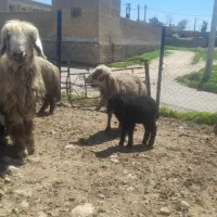 شیشک با بره