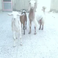 بز زاییده