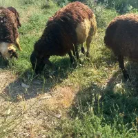 نذر گوسفندی