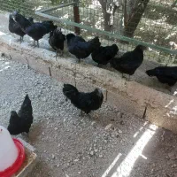 فروش تخم نطفه دار و جوجه ایام سمانی