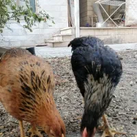 مرغ و خروس نژاد اصیل محلی