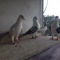 سلام چند عدد کفتر افغانی نروماده
