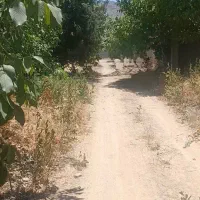 باغچه هزار متری ملوسجان ،درخت جنگلی 20 ساله