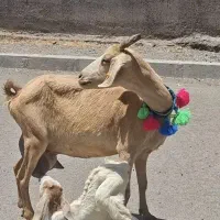 شاه بز دورگ سانن زایده شیرا استثنایی