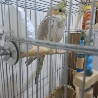 عروس هلندی گم شده