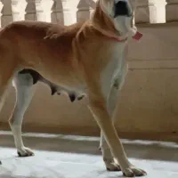 خراسانی ماده