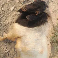 نری(گوسفند نر گله)