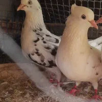 ۶ عدد کبوتر به شرط