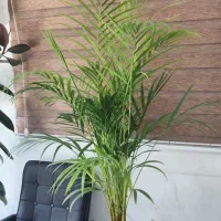 فروش نخل زیبای اریکا قد حدود ۱/۶۰ یه هدیه خاص