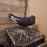 سینه‌ای