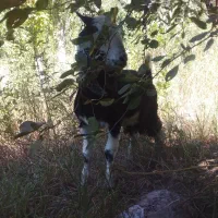 بزغاله نر پاکستانی علف خور