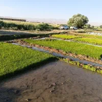چلتوک نشا