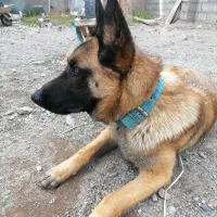 سگ مالینیوز 6ماهه باهوش و زیبا