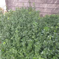 شمشاد سبز