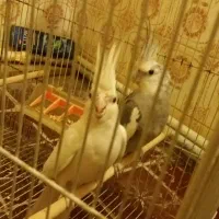 عروس هلندی جفت جوان|حیوانات مزرعه|مشهد, کوشش|دیوار