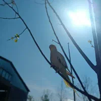 طوطی عروس نر کاملا سالم