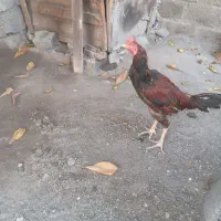 خروس فروشی
