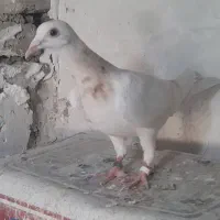 کوهی جوجه
