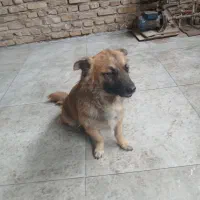 سگ اشپیتز