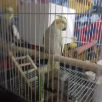 عروس هلندی اهلی ماده